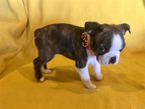 Some brindle boston terrier are perpetual puppies, always asking for a game, they also want to hang out and feel you as a companion. Two Male AKC Boston Terrier puppies looking for loving home in San Antonio, Texas - Puppies for ...