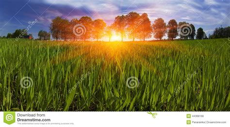 Field Of Spring Greens Stock Photo Image Of Grow Cereal 44368168