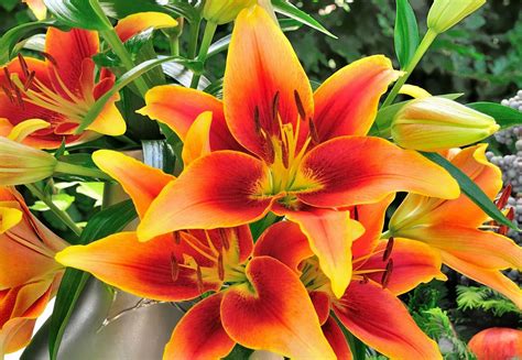Beautiful petunia is a type of flowering plant that is considered part of the family of nightshades. Plant Lilies for a Summer Garden of Elegant and Fragrant ...