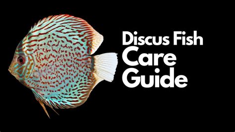 Discus Fish Care Everything You Need To Know Youtube