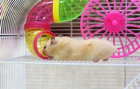 Is My Hamster Bored And What To Do About It