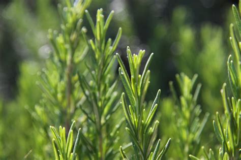 Un trésor dans votre jardin : le romarin