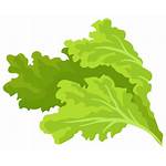 Greens Lettuce Salad Grow