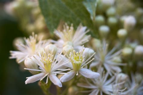 In case you haven't noticed in your social media feeds, spring has hit california hard! California Vines Guide: 8 Drought Tolerant Native Vines ...