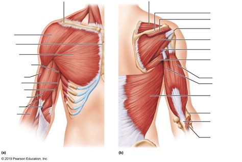 Diagram Of Chest Muscles Diagram Quizlet