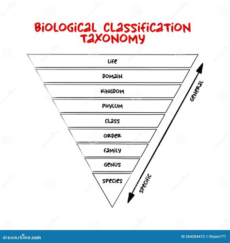 Classificazione Biologica Classificazione Tassonomia Livello Relativo