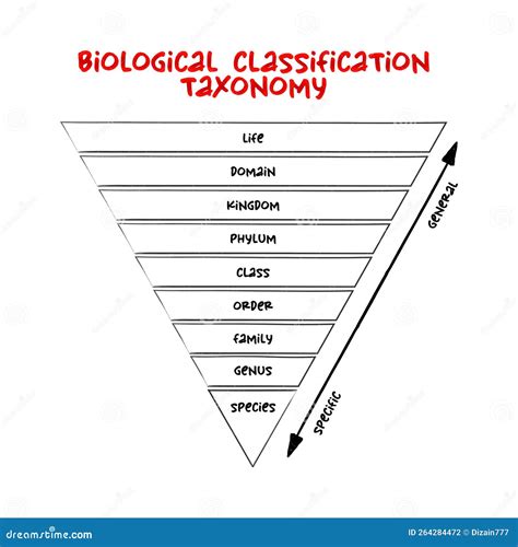 Biological Classification Taxonomy Rank Relative Level Of A Group Of