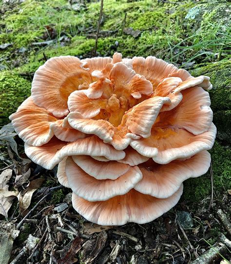 Maryland Biodiversity Project White Chicken Of The Woods Laetiporus