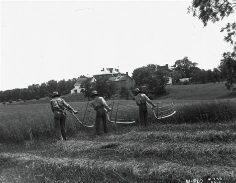 Men Harvesting With Cradles Photograph Wisconsin Historical Society