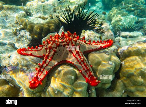 Underwater Photography Red Knobbed Sea Star Zanzibar Tanzania Stock