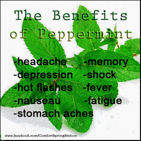 Peppermint Plant Benefits Ukrainemexico