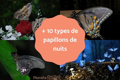 Papillons De Nuit Types Caractéristiques Habitat Durée De Vie