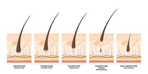 A hair follicle consists of a papilla and a bulb. How does hair grow? - The D'Souza Clinic