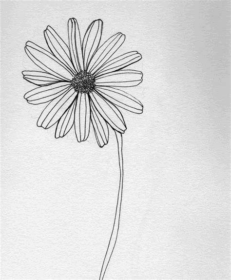 Simple Pen And Ink Flower Drawings Popular Century