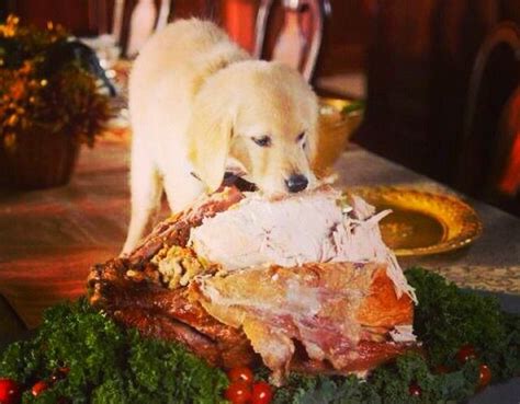 We did not find results for: 5 Foods Your Dog Can Safely Indulge In This Thanksgiving ...