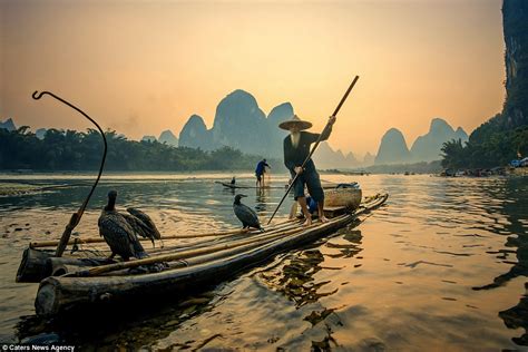 Traditional Chinese Fisherman Use Cormorants To Help Them Catch Fish In