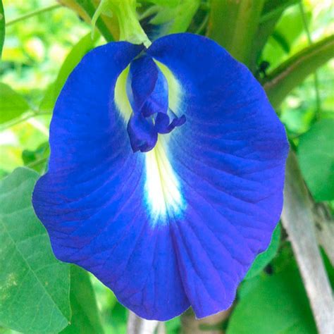 Blue pea, butterfly pea, and clitoria ternatea are the names of thai blue tea. Clitoria Ternatea - Butterfly Pea - All Flower Seeds ...
