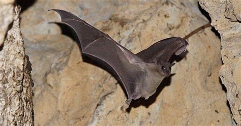 Bat Sex Or Doomsday Bosons Help Us Pick The Weirdest Science Nbc News