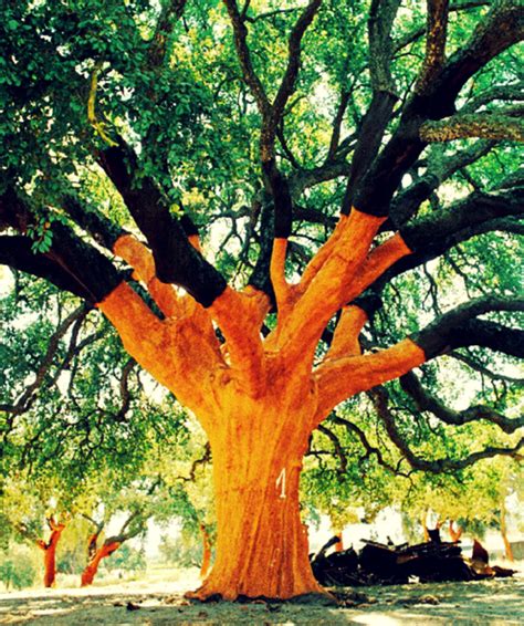 50 Des Plus Beaux Arbres Du Monde Trees And Shrubs Trees To Plant