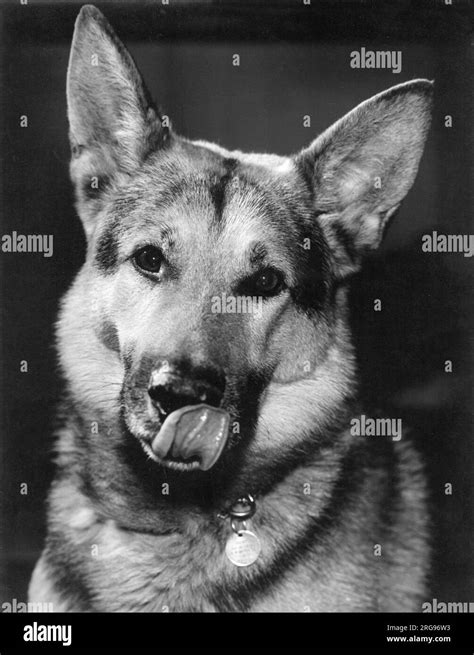 German Shepherd Dog Licking Its Own Nose Date Circa 1960s Stock Photo