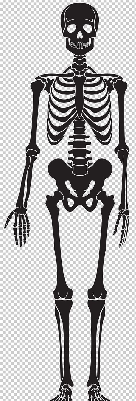Human Skeleton Skull Png Clipart Anatomy Black And White Bone