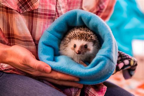 Bonding Tips For Hedgehogs Hedgehog Pet Hedgehog Care Hedgehog