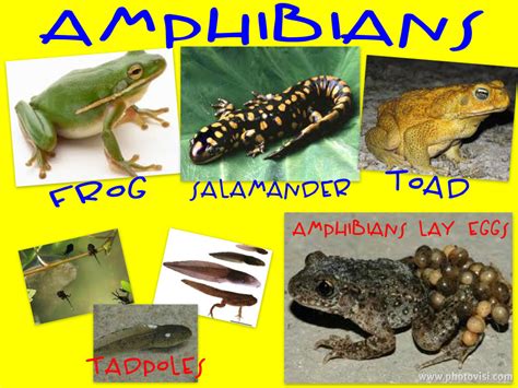 Pictures of amphibians on Animal Picture Society