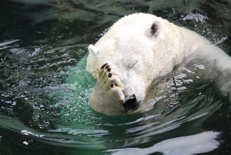 Polar Bear Facepalm Really Funny Pictures Collection On
