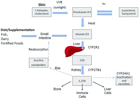 Vitamin d activity is mediated through binding of 1,25(oh)2d3 to the vitamin d receptor (vdr), which can. Vitamin D endogenous synthesis and metabolism. Endogenous ...
