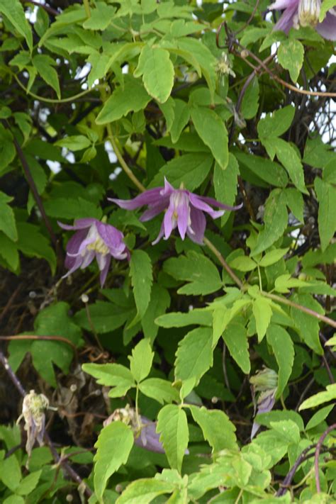 Group 1 are the early flowering types c. Willy Clematis • Kiwi Nurseries Ltd