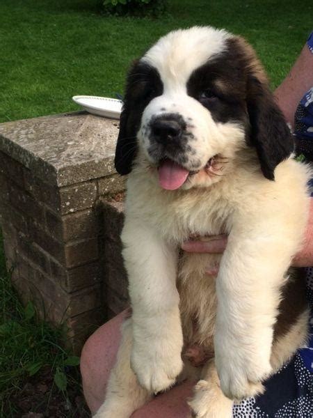 The cheapest offer starts at £800. Adorable Litter Of Saint Bernard Puppies! in Hereford ...