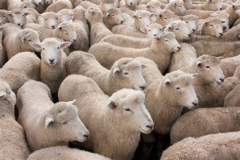 Royalty Free Flock Of Sheep Pictures Images And Stock Photos Istock