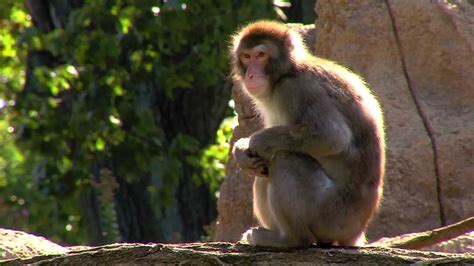 Snow Monkeys Back On Exhibit Cincinnati Zoo Youtube