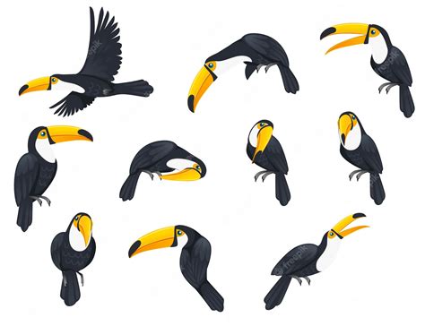 Premium Vector Set Of Toucan Tropical Bird With A Massive Bill And