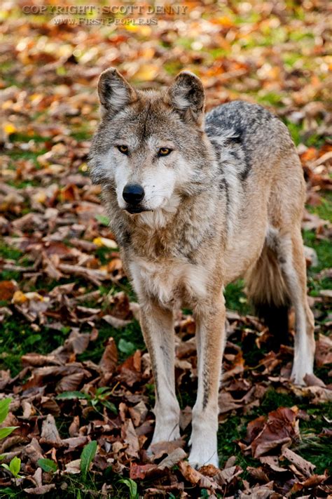 Undivided Attention Mexican Gray Wolf Aka Canis Lupus Baileyi