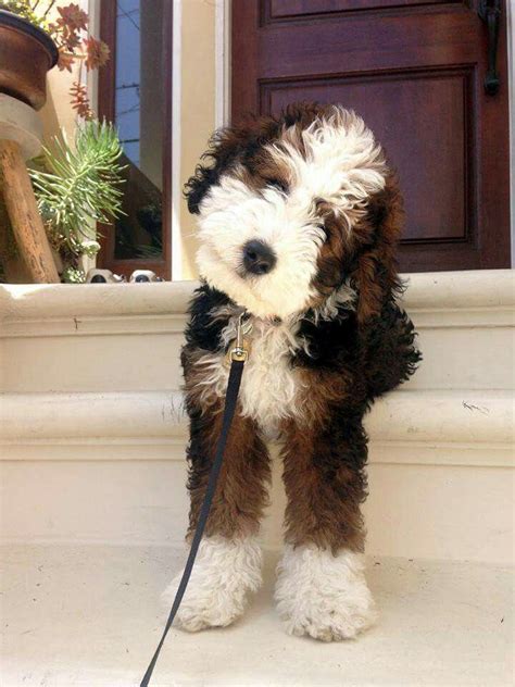 Mostly the tiny male bernedoodles are large as compared to tiny female bernedoodles. Mini Bernedoodle | Puppies, Cute dogs, Cute animals