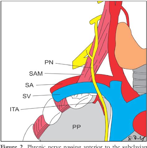 Pdf Anatomical Variations Of The Phrenic Nerve An Actualized Review
