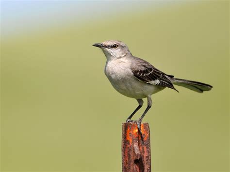 Female Mockingbirds Male Vs Female Identification Guide Birdfact