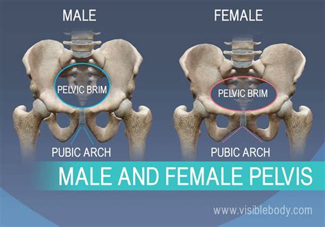 Female Pelvis Bone Structure