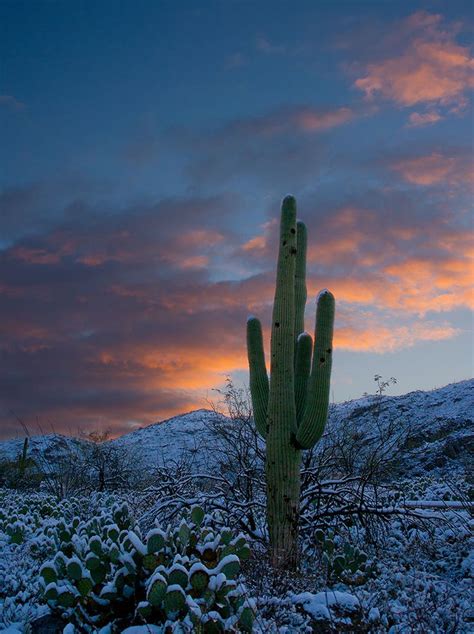 Winter Tucson Arizona Never There In The Winter But I Would Love To