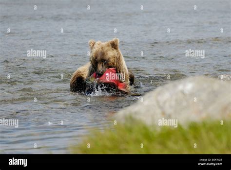 Brown Bear Grizzly Bear Ursus Arctos Eating A Salmon Katmai
