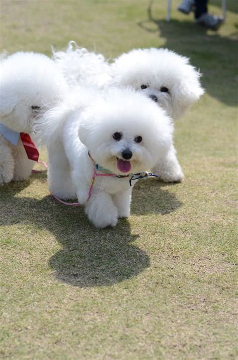 Bichon Frise My Dog Breeders Part 112