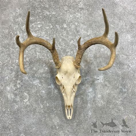 Whitetail Deer Skull European Mount For Sale 27923 The Taxidermy Store