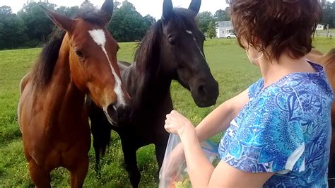 Lucy Feeding The Neighborhood Horses Youtube