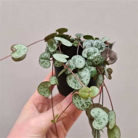 String Of Hearts Ceropegia Woodii Hanging Plants Feels Like Home