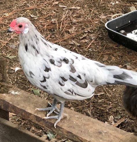 About Rosecomb Bantam Chickens Tiny Seniors Of The Chicken World