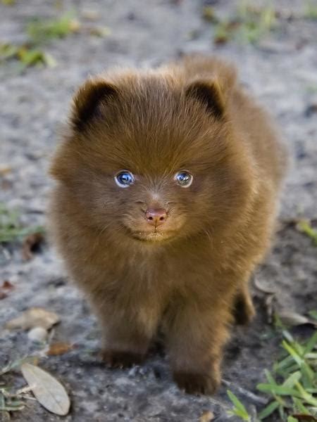 Brown Pomeranian Puppy 12 Comments Hi Res 720p Hd