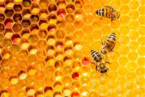 Top honey plants for producing the best honey. Why Do Bees Make Honey? - WorldAtlas