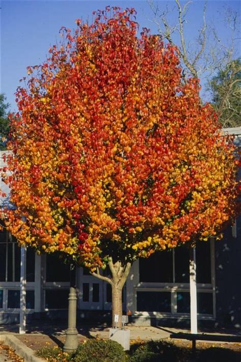 Fast growing privacy trees in wisconsin. Aristocrat Ornamental Pear - Hello Hello Plants & Garden ...