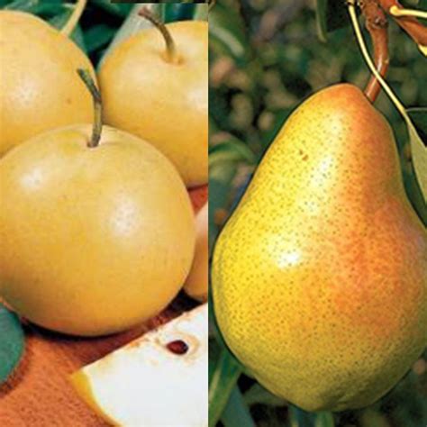 Multi Graft 2 N 1 Double Sweet Pear Trees Stark Bros
